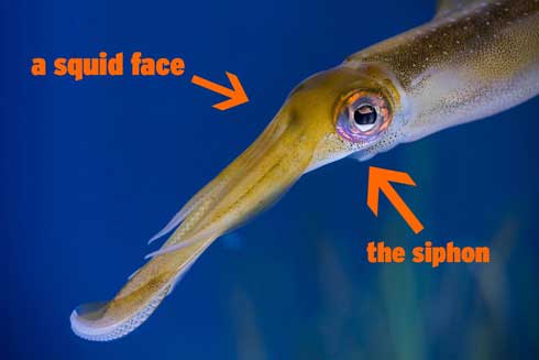 Apple イカ 絵文字 おかしい 指摘