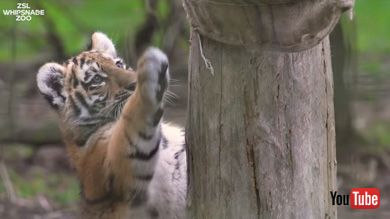 Zoological Society of London