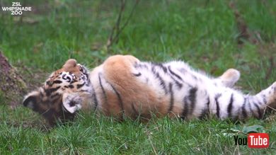 Zoological Society of London