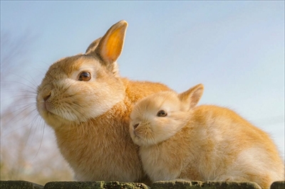うさぎの親子