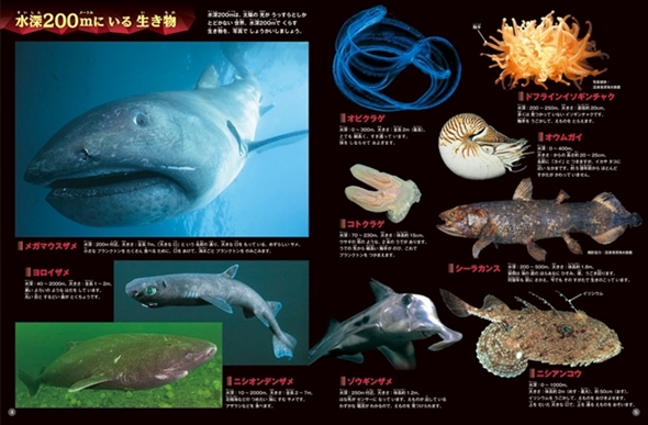深海の生き物