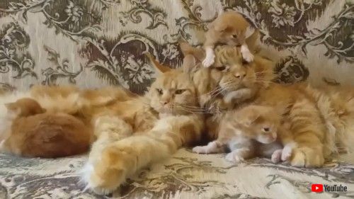 なんともいえない表情のパパ猫さん