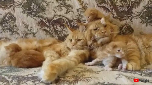 なんともいえない表情のパパ猫さん