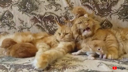 なんともいえない表情のパパ猫さん