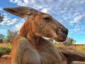 マッチョすぎるカンガルーのロジャーくんが永眠　多くのファンから悲しみの声が寄せられる