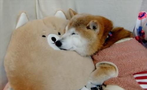 柴犬ひかりといちごと猫ミルキー