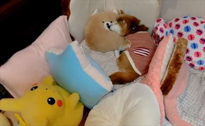 柴犬ひかりといちごと猫ミルキー