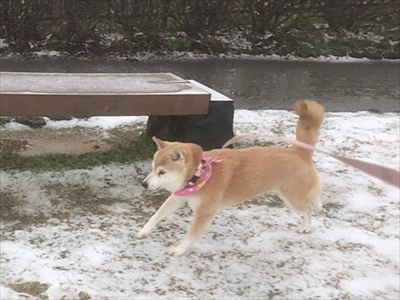柴犬ひかりといちごと猫ミルキー