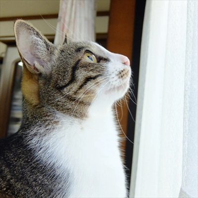柴犬ひかりといちごと猫ミルキー