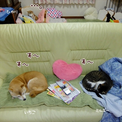 柴犬ひかりといちごと猫ミルキー