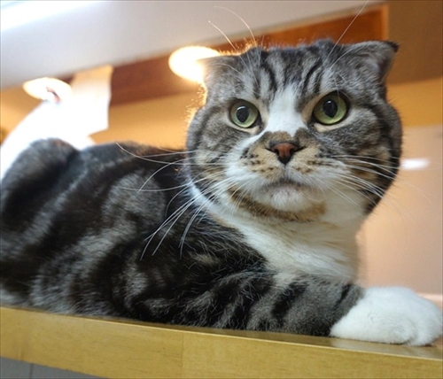 なめネコれおくんピーチくん