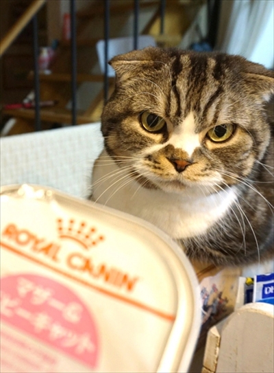 なめネコれおくんピーチくん