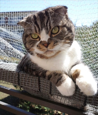 なめネコれおくんピーチくん