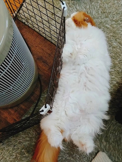 なめネコれおくんピーチくん