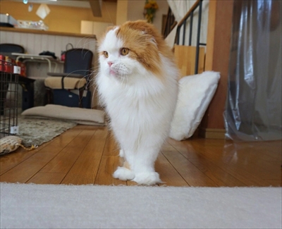 なめネコれおくんピーチくん