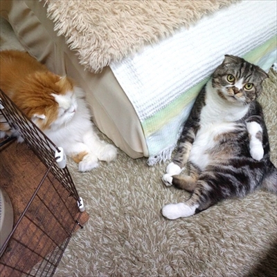 なめネコれおくんピーチくん