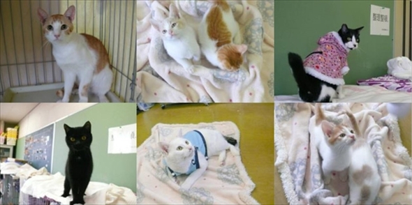 熊本市緊急譲渡会