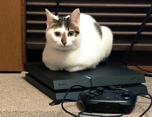 猫 PS4 暖かい場所 認識 あるある ゲーム機 暖房