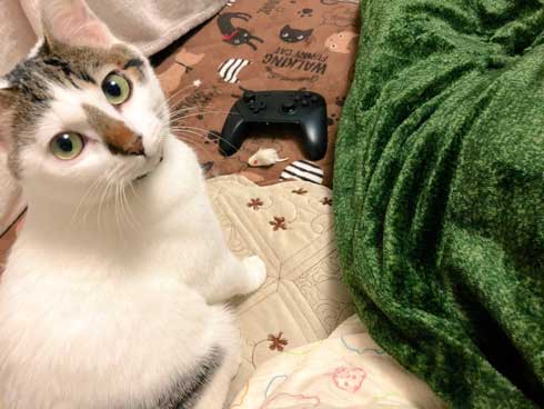 猫 PS4 暖かい場所 認識 あるある ゲーム機 暖房