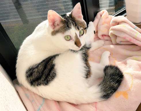 猫 PS4 暖かい場所 認識 あるある ゲーム機 暖房