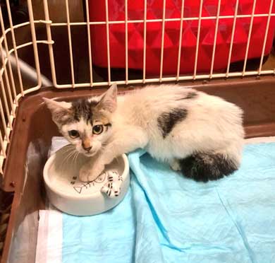 猫 PS4 暖かい場所 認識 あるある ゲーム機 暖房