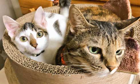 猫 PS4 暖かい場所 認識 あるある ゲーム機 暖房