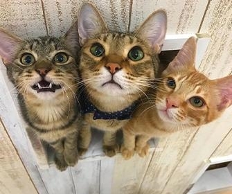 にゃんくるmozo店