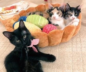 にゃんくるmozo店