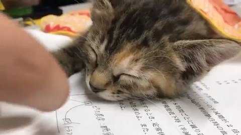 子猫 眠い ご飯