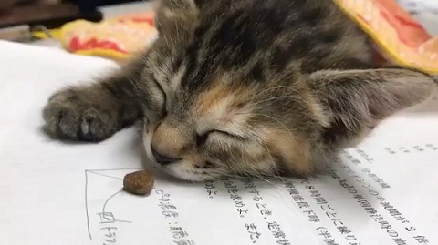 子猫 眠い ご飯