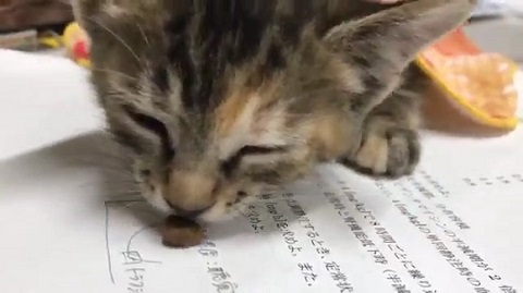 子猫 眠い ご飯