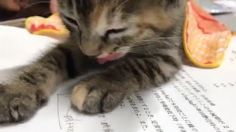 子猫 眠い ご飯
