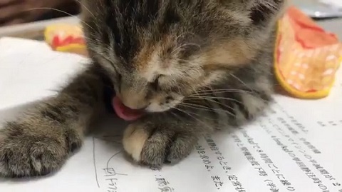 子猫 眠い ご飯
