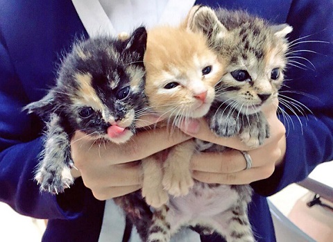 子猫 眠い ご飯