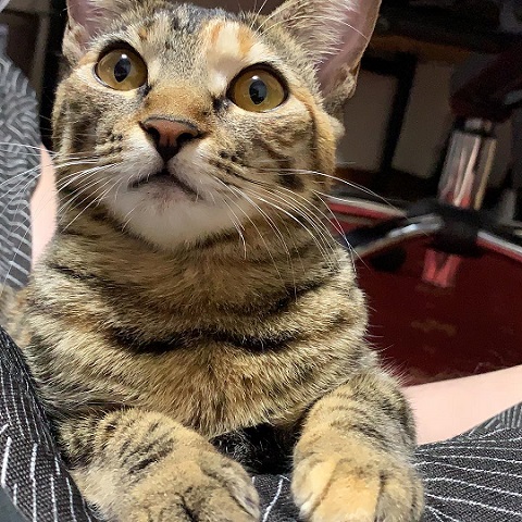 子猫 眠い ご飯