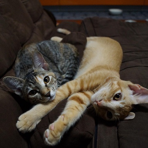 子猫 眠い ご飯