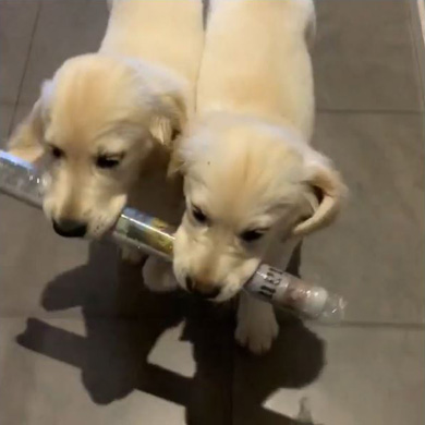 goldies.archieandloki