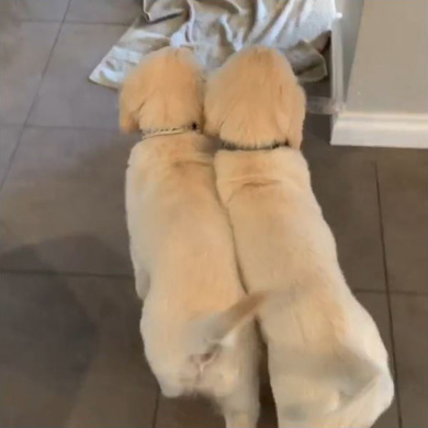 goldies.archieandloki