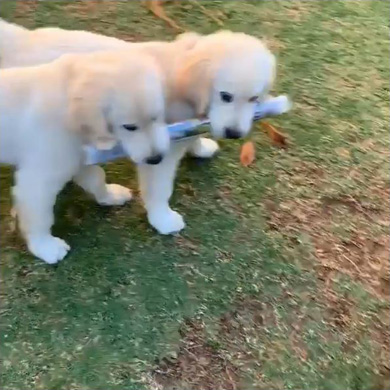 goldies.archieandloki