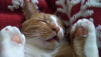 不可解な寝相の猫