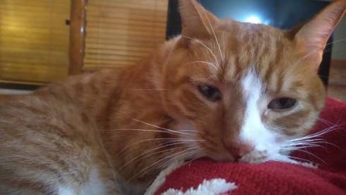 不可解な寝相の猫