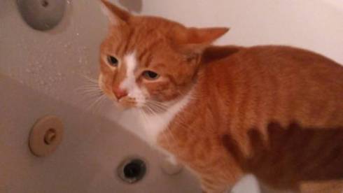 不可解な寝相の猫