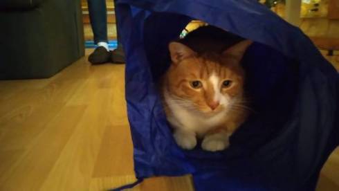 不可解な寝相の猫