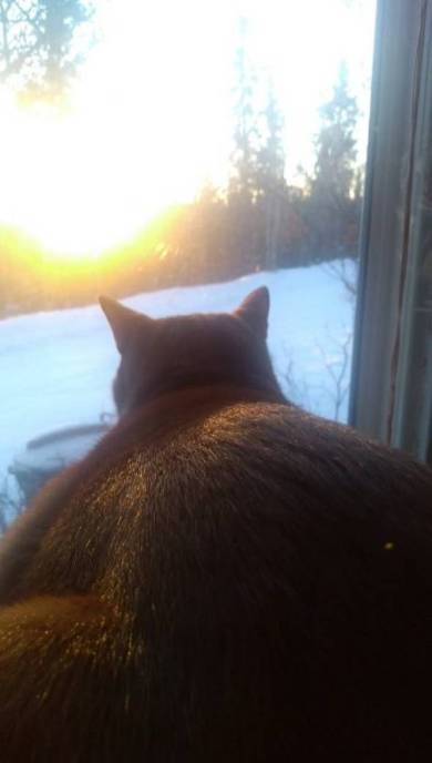 不可解な寝相の猫