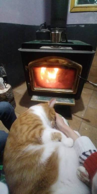 不可解な寝相の猫