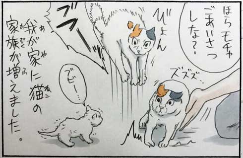 拾い猫のモチャ 猫 あるある 漫画 書籍化 Twitter 家族 お父さん にごたろ