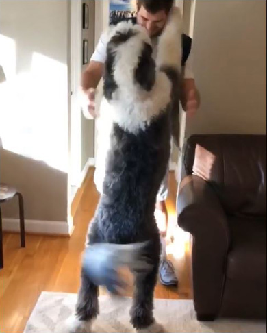 Otis The Sheepadoodle