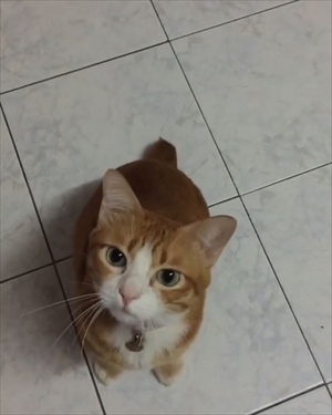 草を食べる猫ちゃん