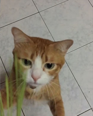 草を食べる猫ちゃん