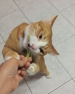 草を食べる猫ちゃん